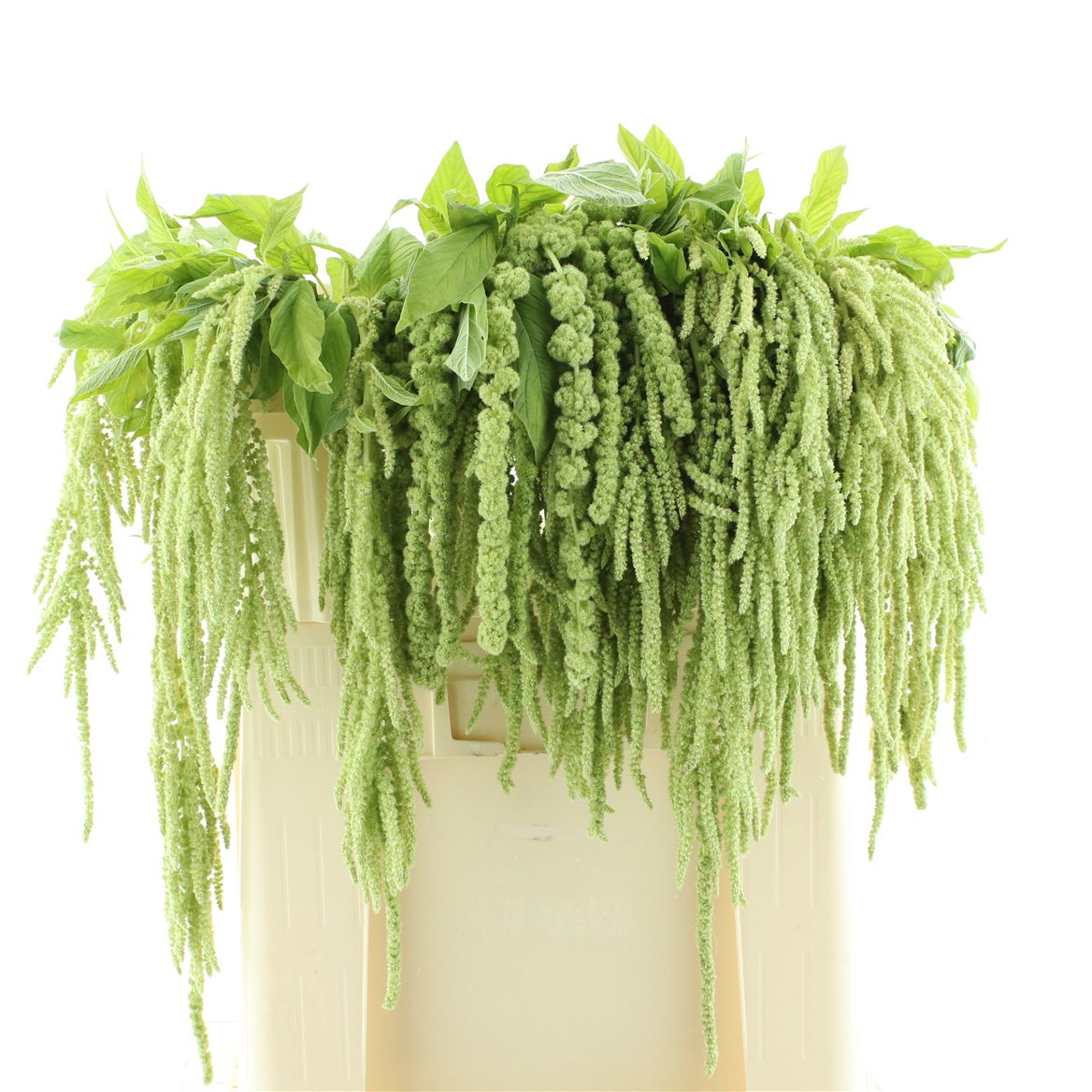 Amaranthus Caudatus Riham 65cm