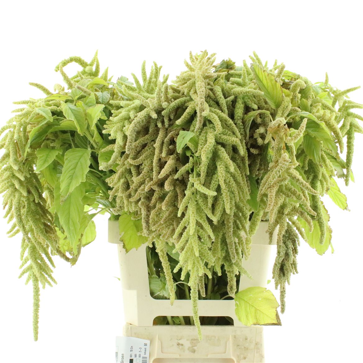 Amaranthus Riham 70cm
