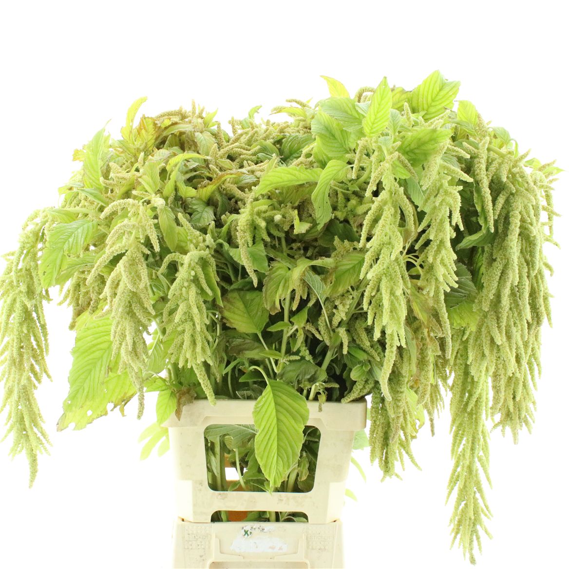 Amaranthus Riham 80cm