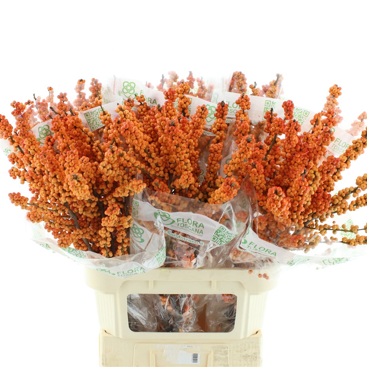 Ilex Verticillata Winter Gold 90cm