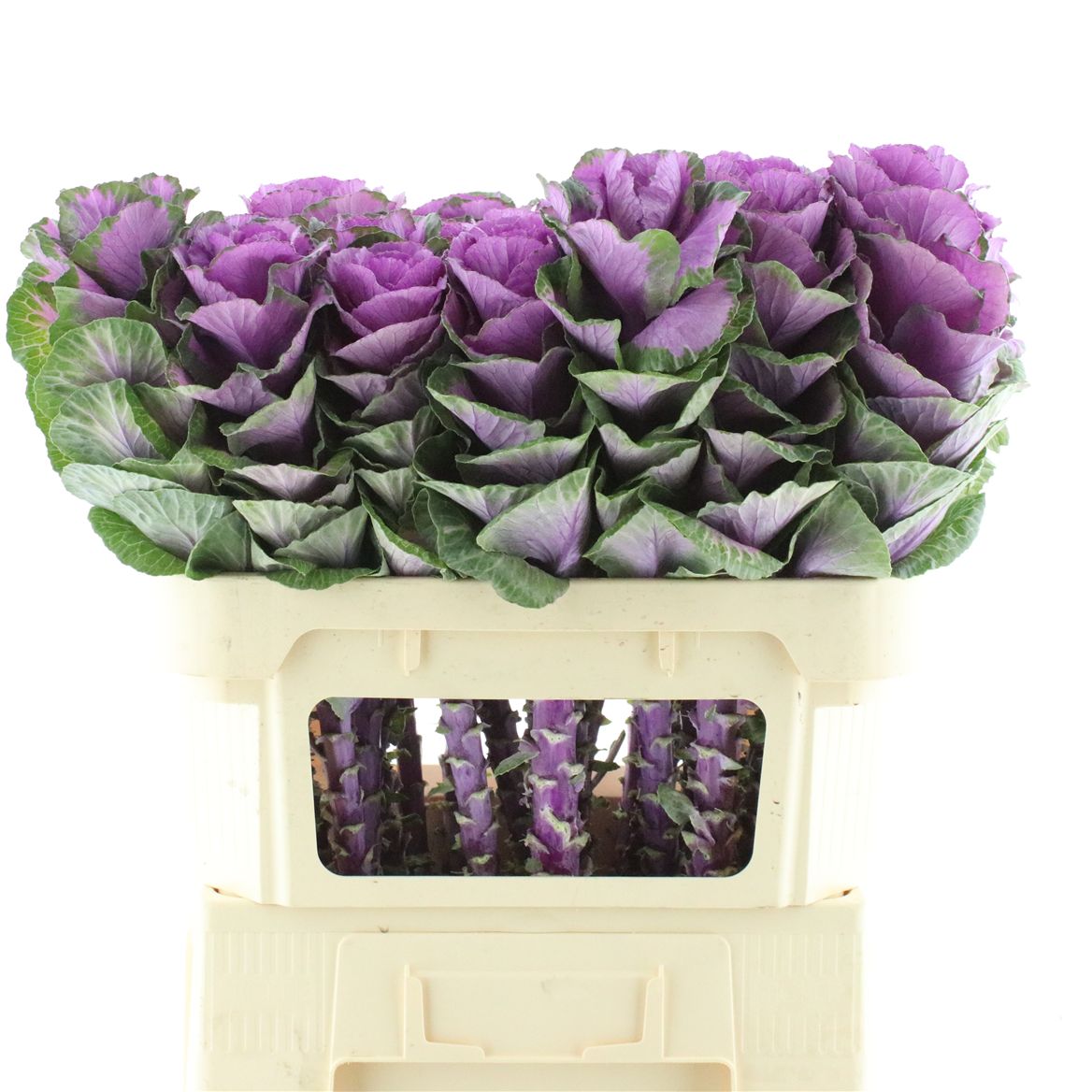 Brassica Olga 70cm
