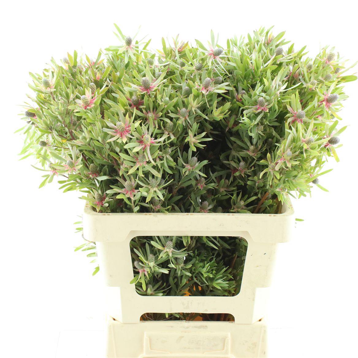 Leucadendron Ayoba Star Pearl 60cm Spray