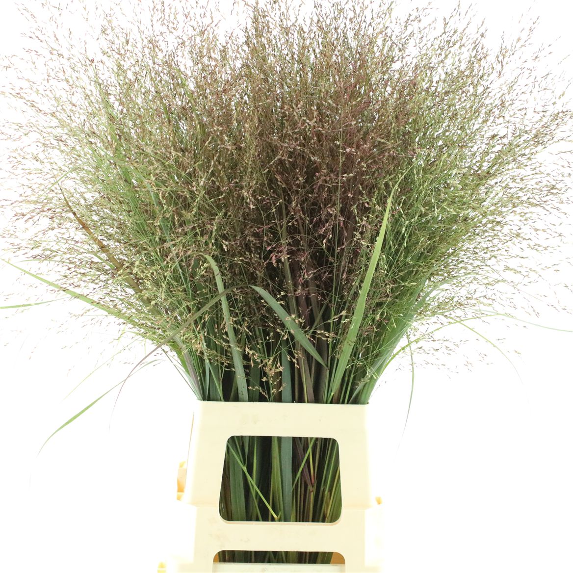 Panicum Heavy Metal 80cm