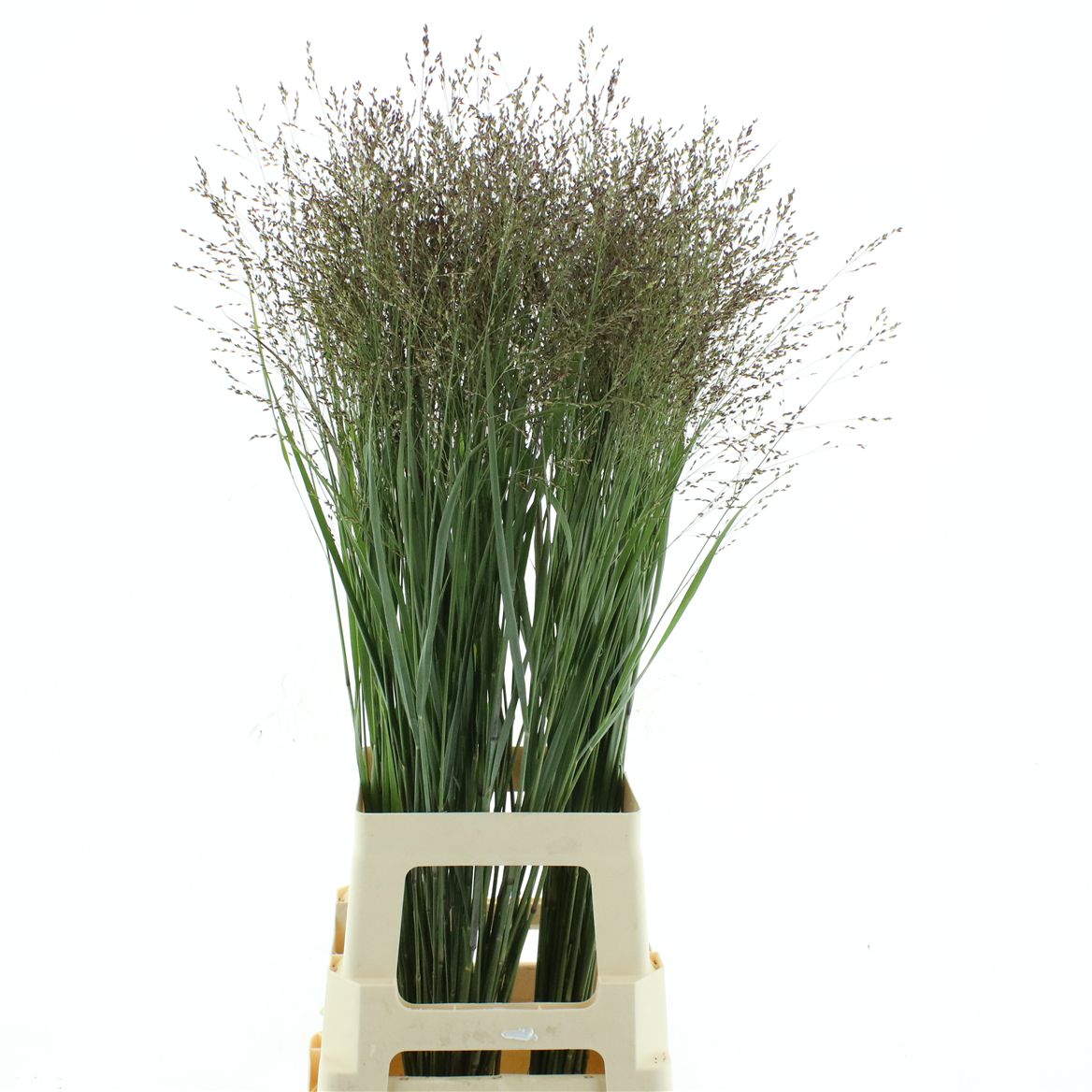 Panicum Heavy Metal 80cm
