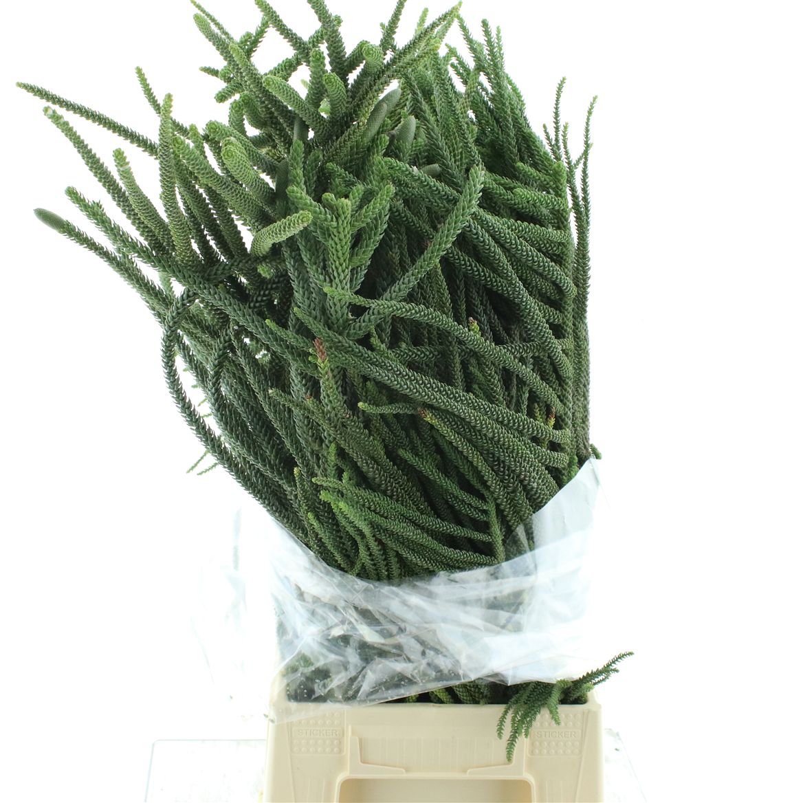 Araucaria Araucana 65cm