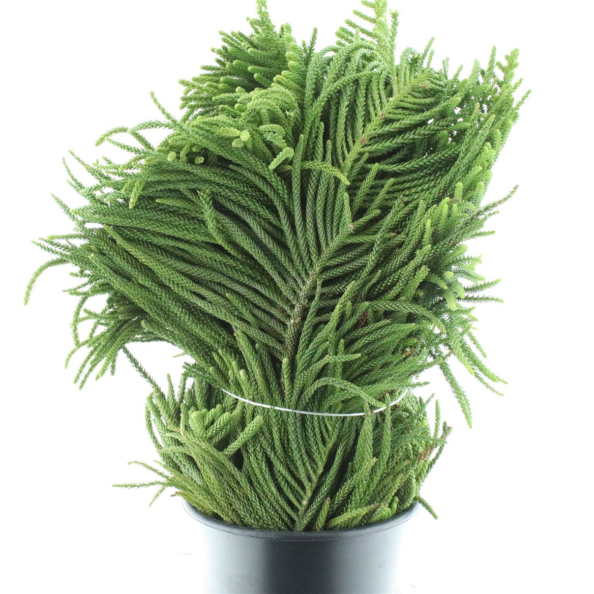 Araucaria Arauc Deco 60cm