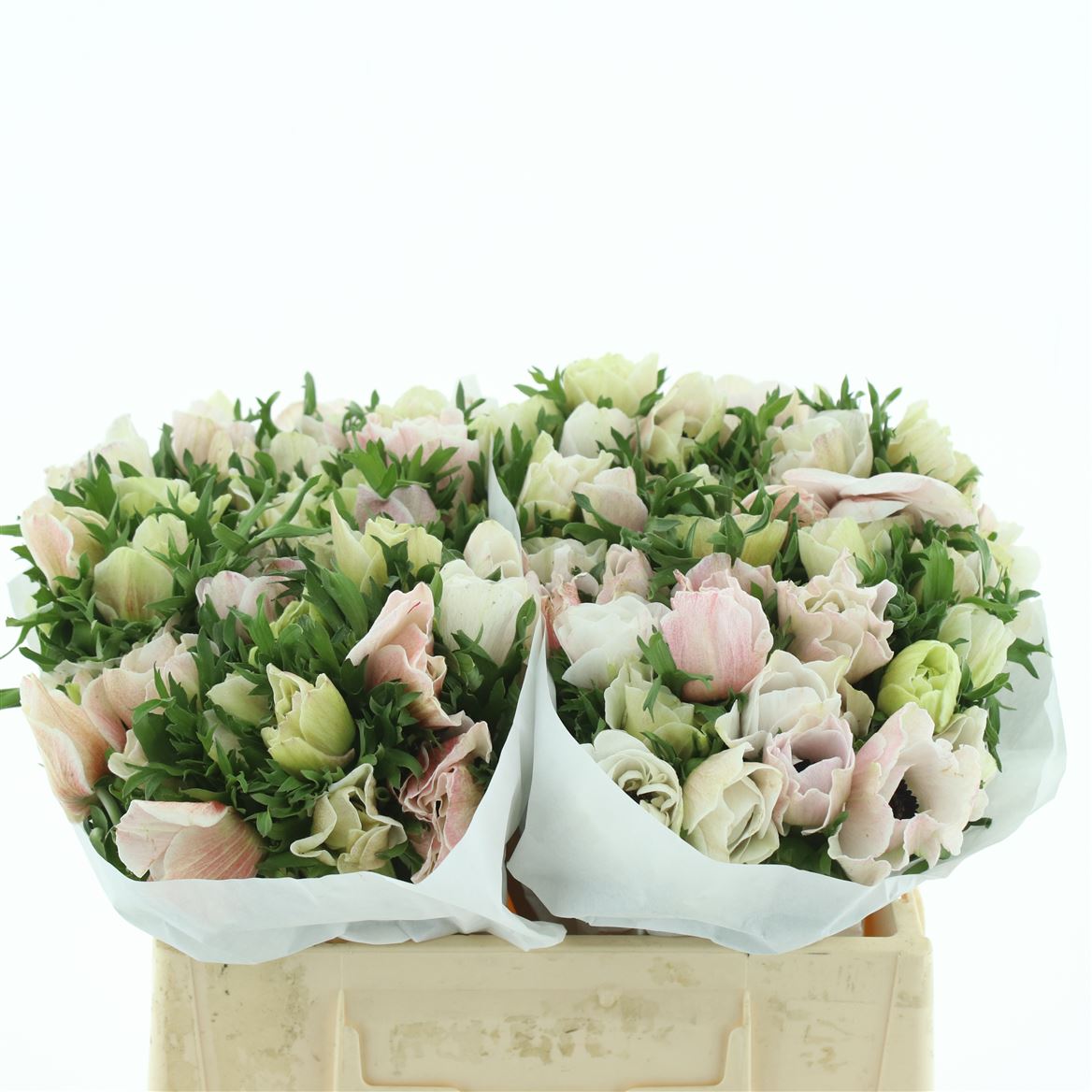 Anemone Coronaria Mistral Plus White 35cm