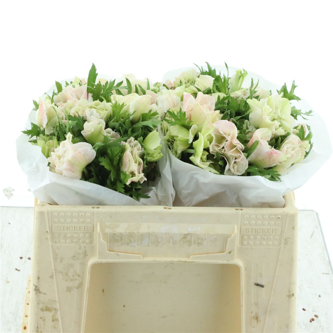 Anemone Coronaria Mistral Plus White 35cm