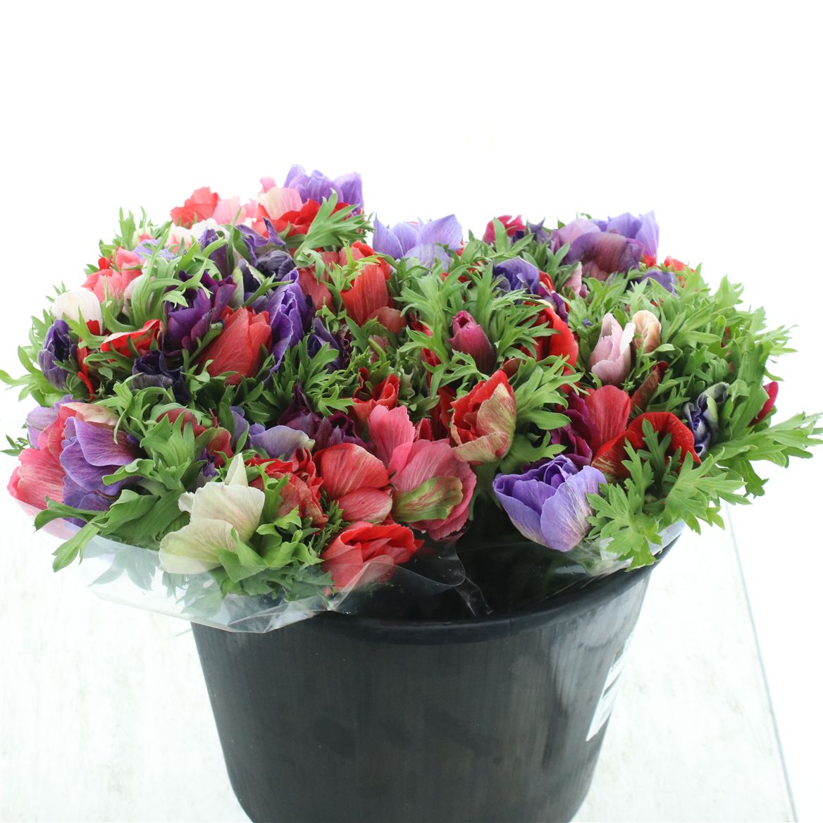 Anemone Mixed Per Bunch 30cm