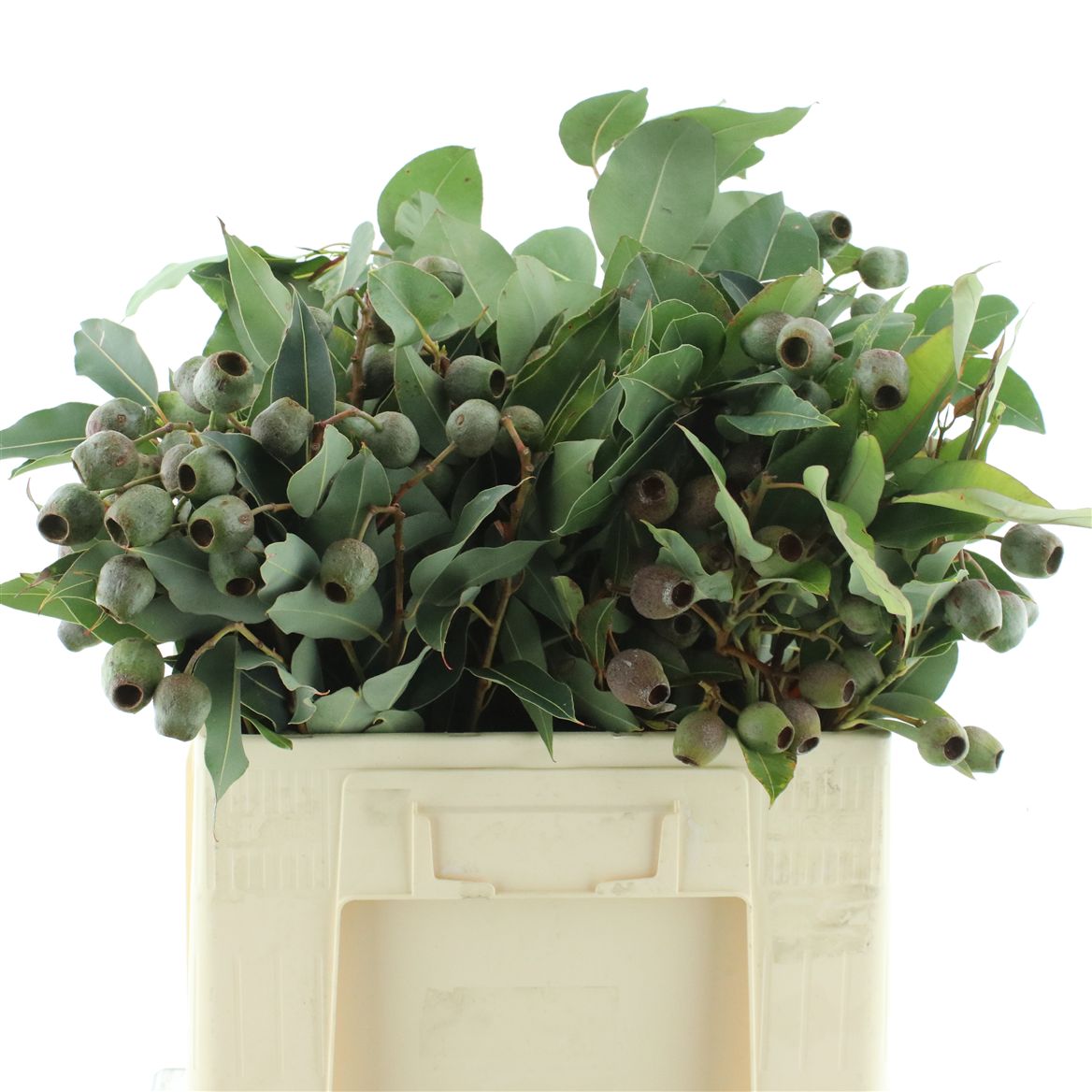 Eucalyptus Ball Per Bunch 60cm 150gr.