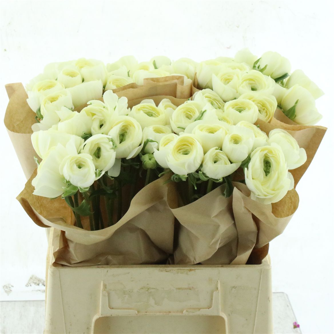 Ranunculus Success Commedia 40cm 50gr.
