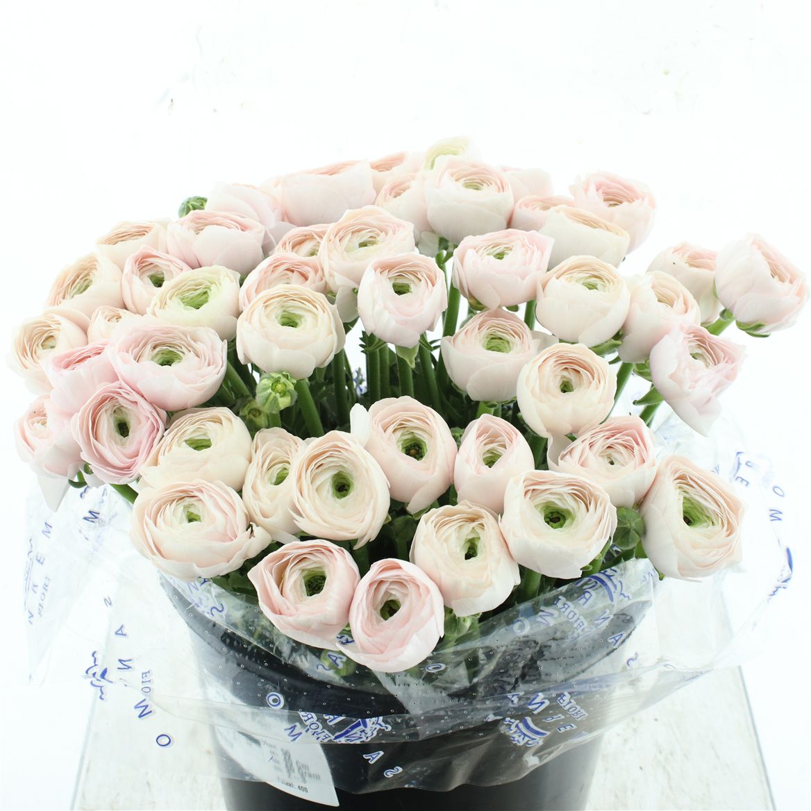Ranunculus Success Hanoi 40cm 80gr.