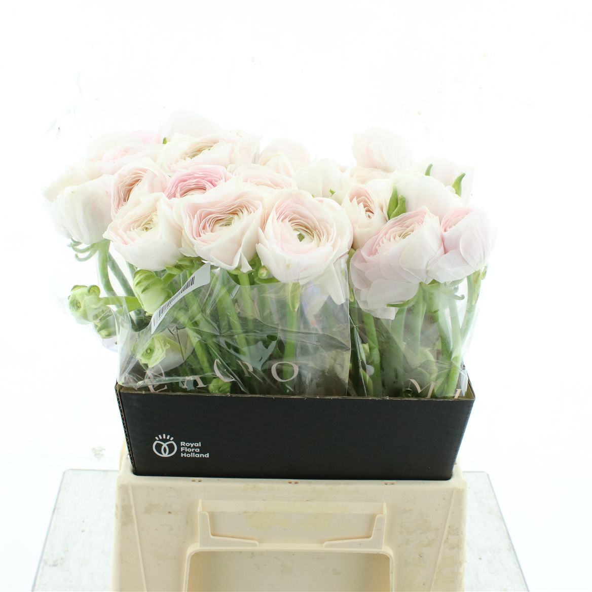 Ranunculus Success Hanoi 45cm 55gr.