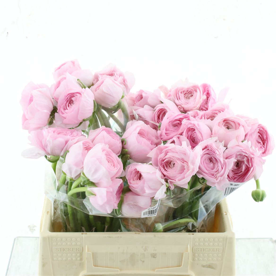 Ranunculus Success Hanoi 35cm 35gr.