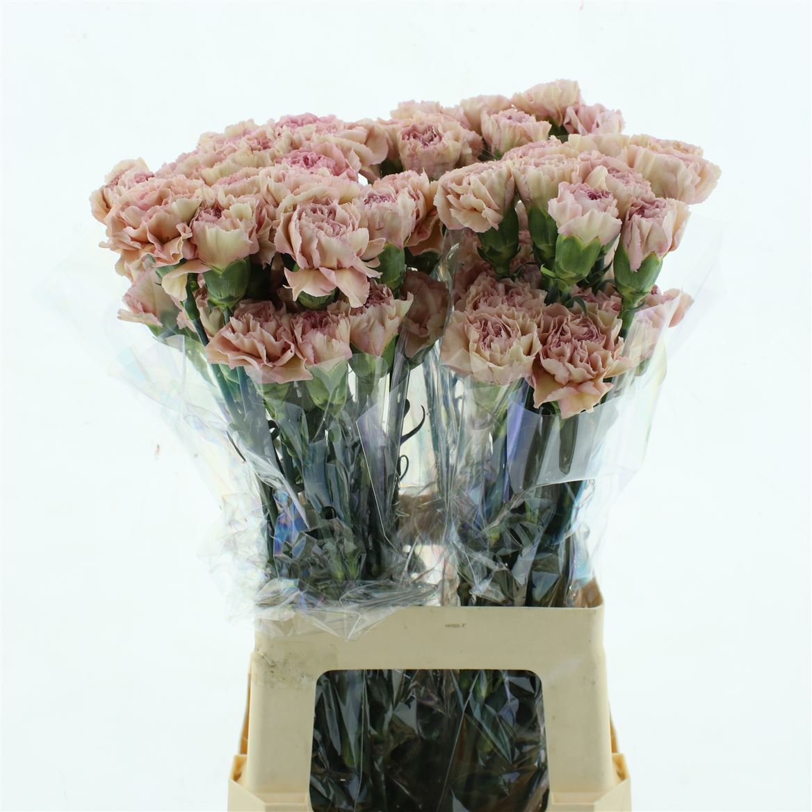 Dianthus Single Creola 70cm