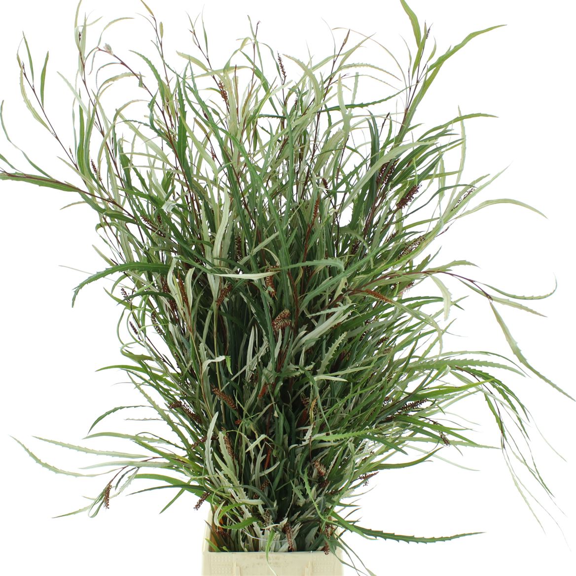 Grevi Baileyana 80cm