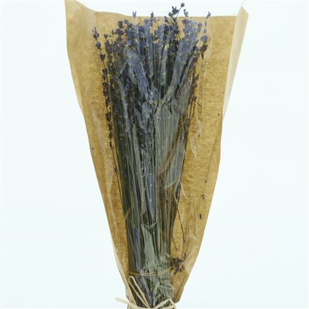Lavandula Stoechas