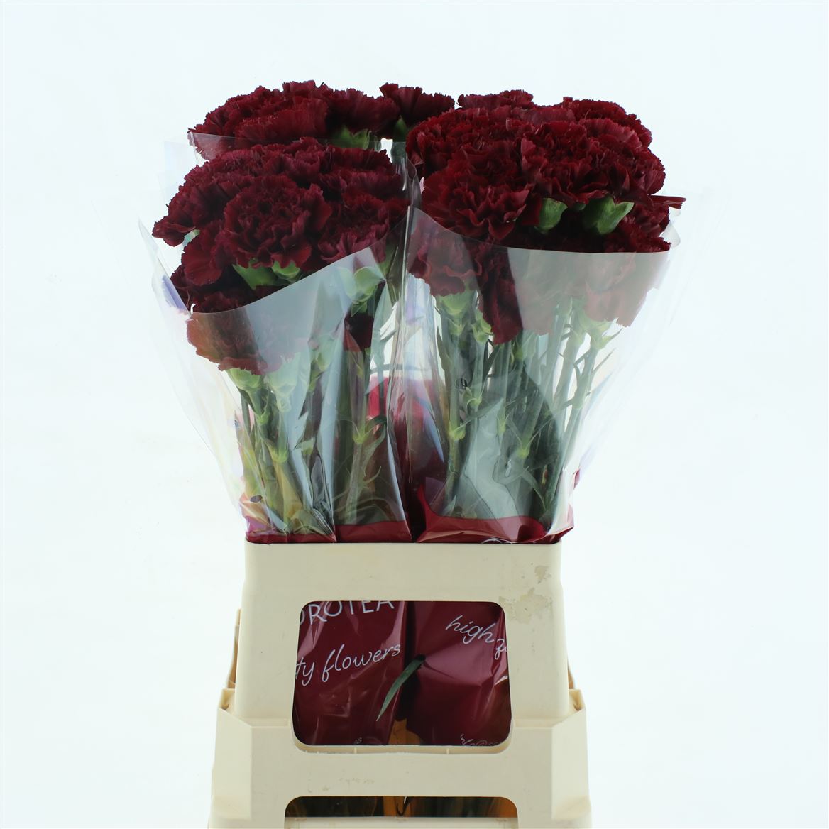 Dianthus Single Zurigo 70cm
