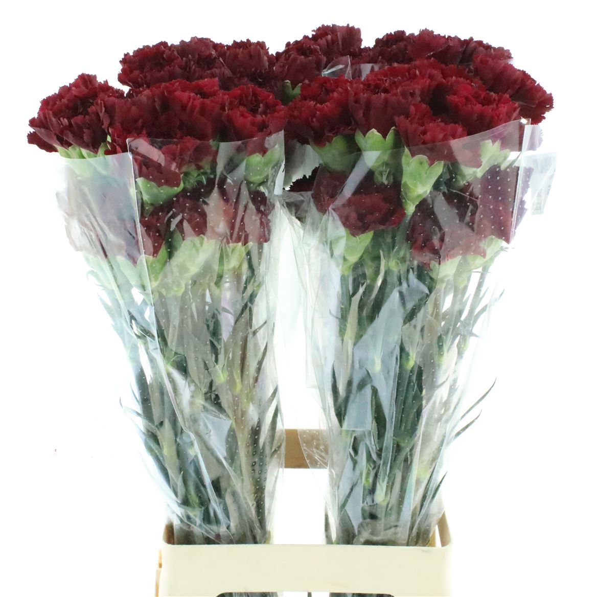 Dianthus Single Zurigo 70cm