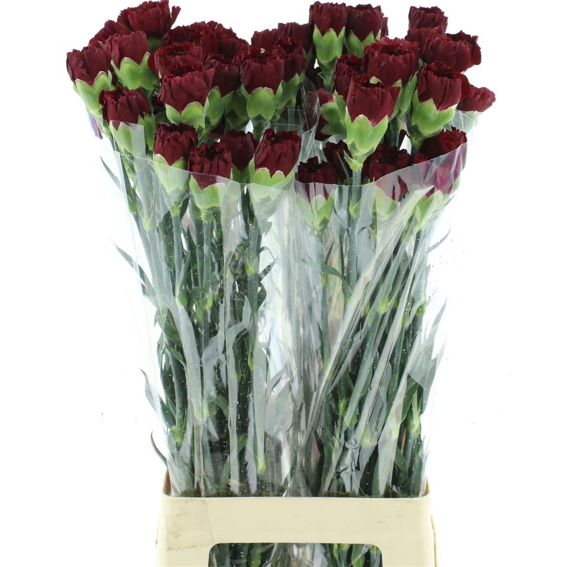 Dianthus Single Zurigo 70cm