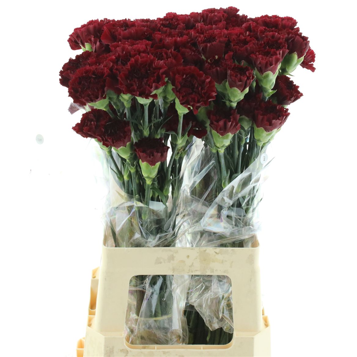 Dianthus Single Zurigo 70cm