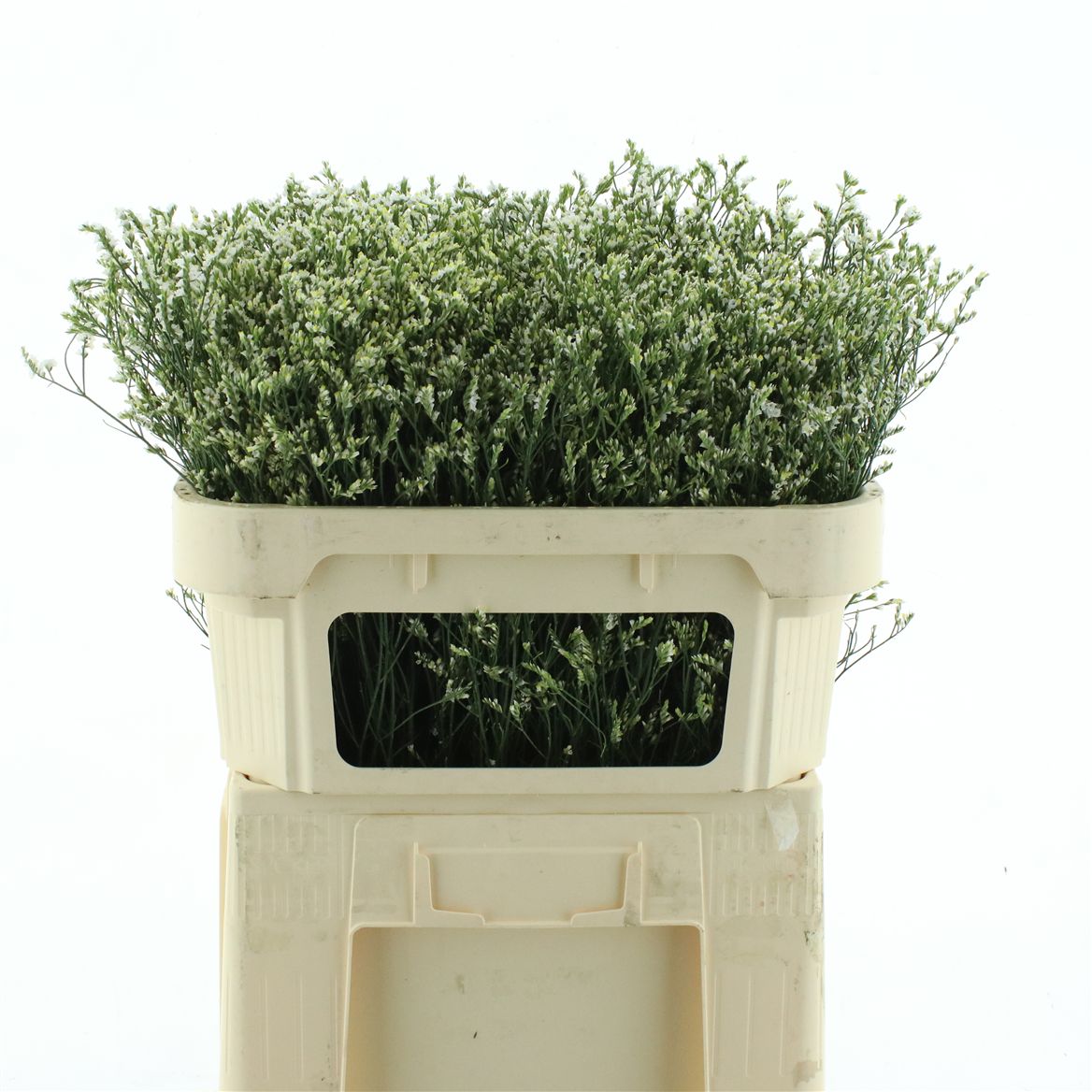 Limonium Sinense Cool Diamond 70cm 60gr.