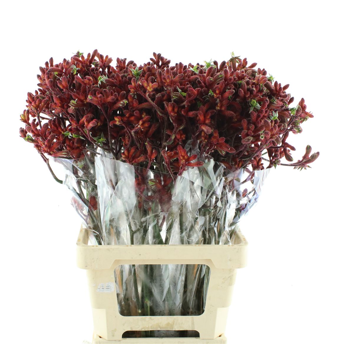 Anigozanthos Early Spring 70cm