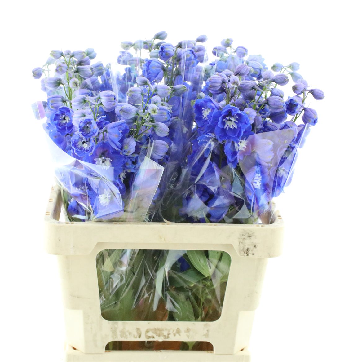 Delphinium Double Delphi's Morninglight 60cm