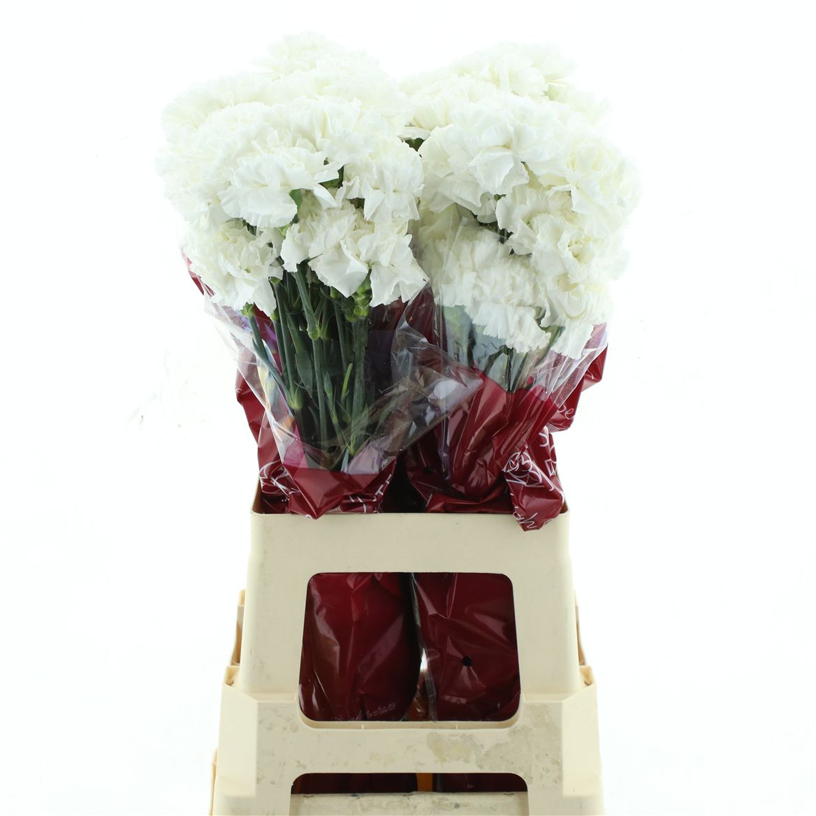 Dianthus Single Moonlight 70cm