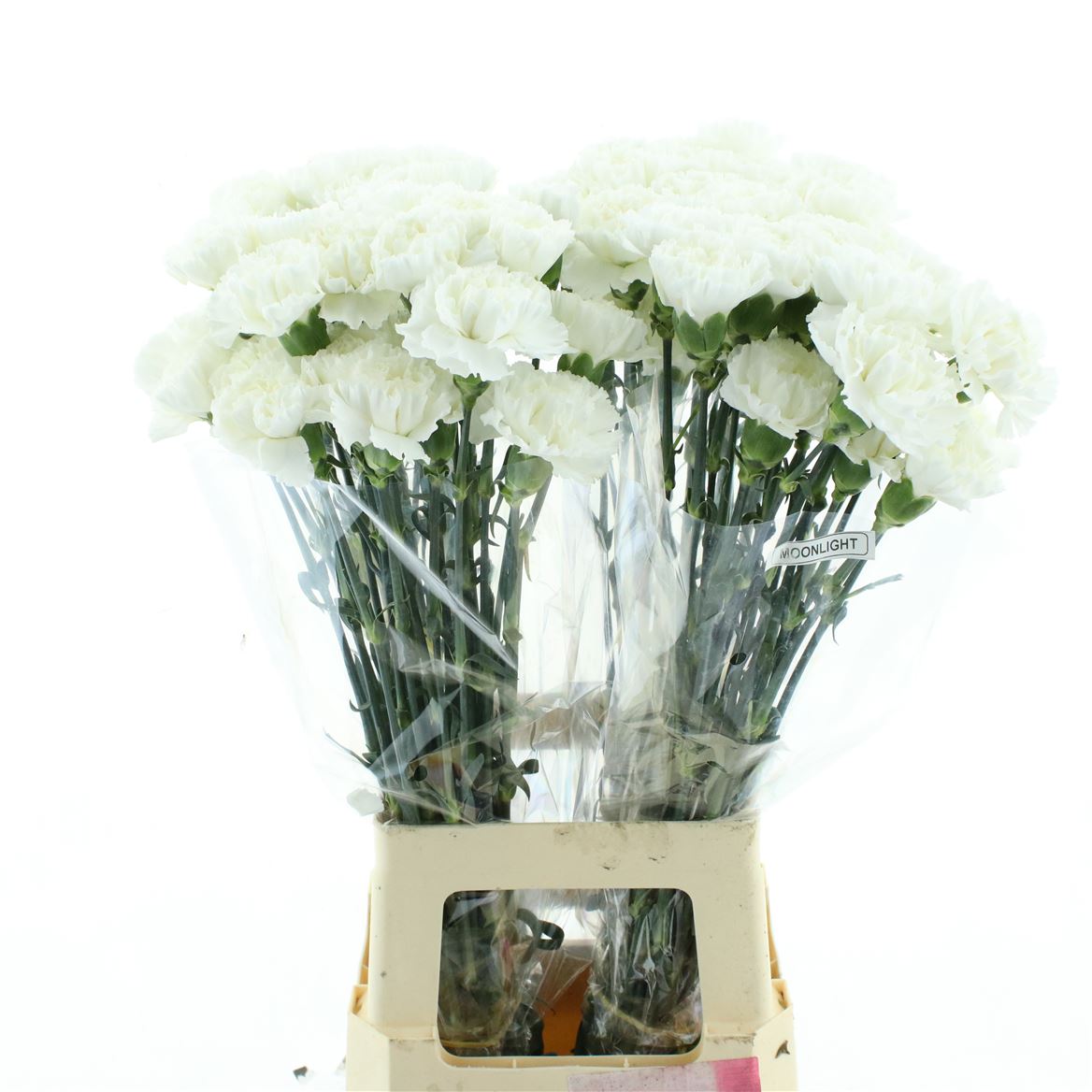 Dianthus Single Moonlight 70cm