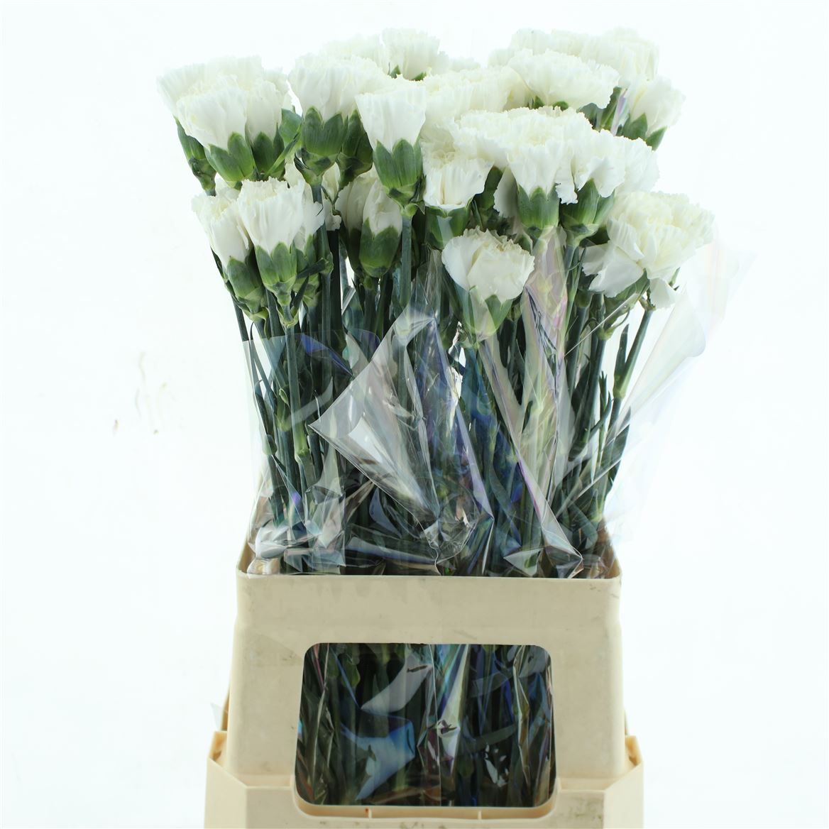 Dianthus Single Moonlight 70cm