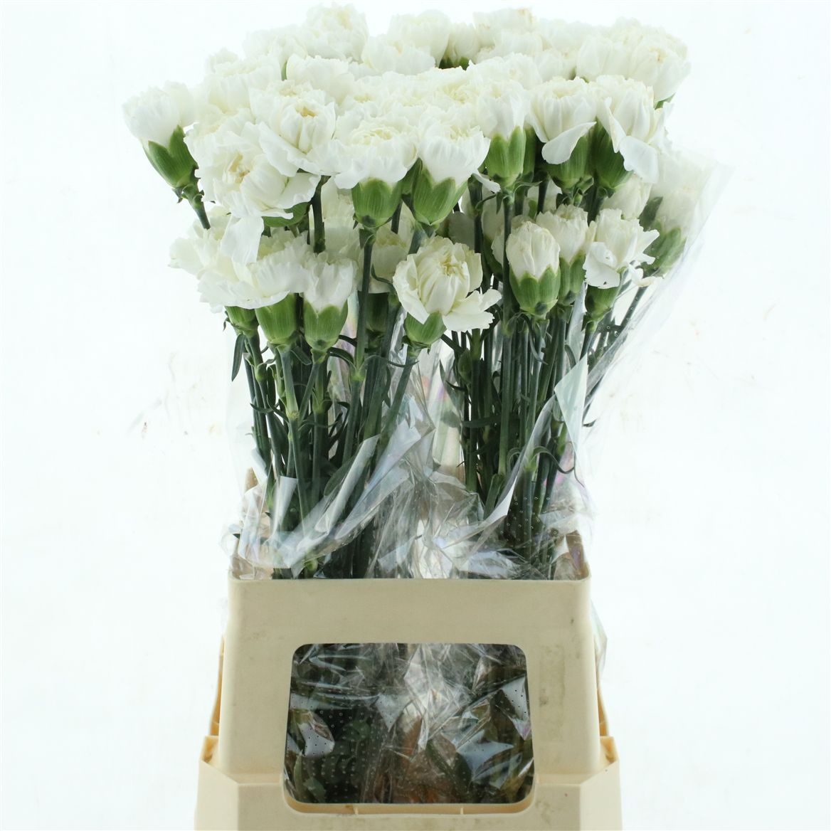 Dianthus Single Moonlight 70cm