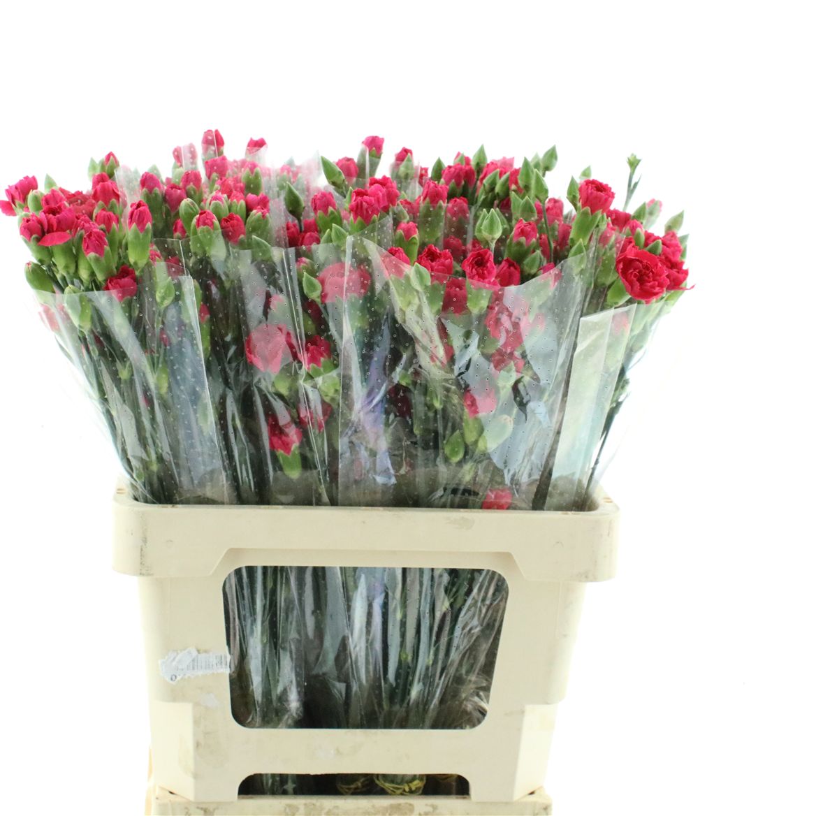 Dianthus Spray Pigeon 60cm