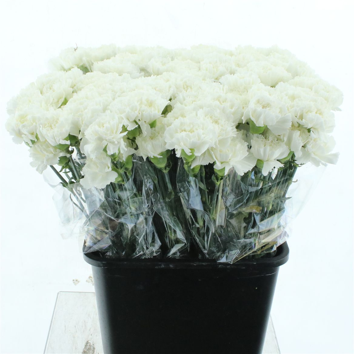 Dianthus Single Holly 60cm