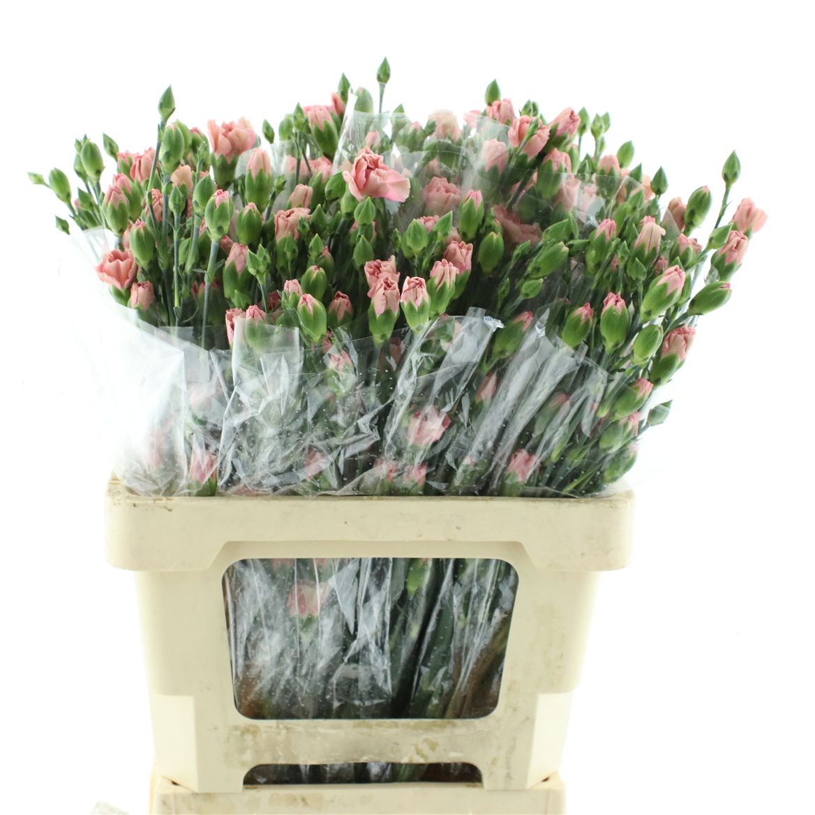Dianthus Spray Pink Amelie 65cm