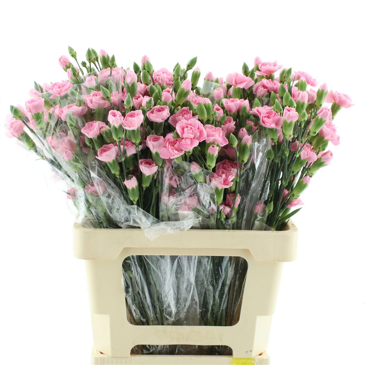 Dianthus Spray Pink Amelie 65cm