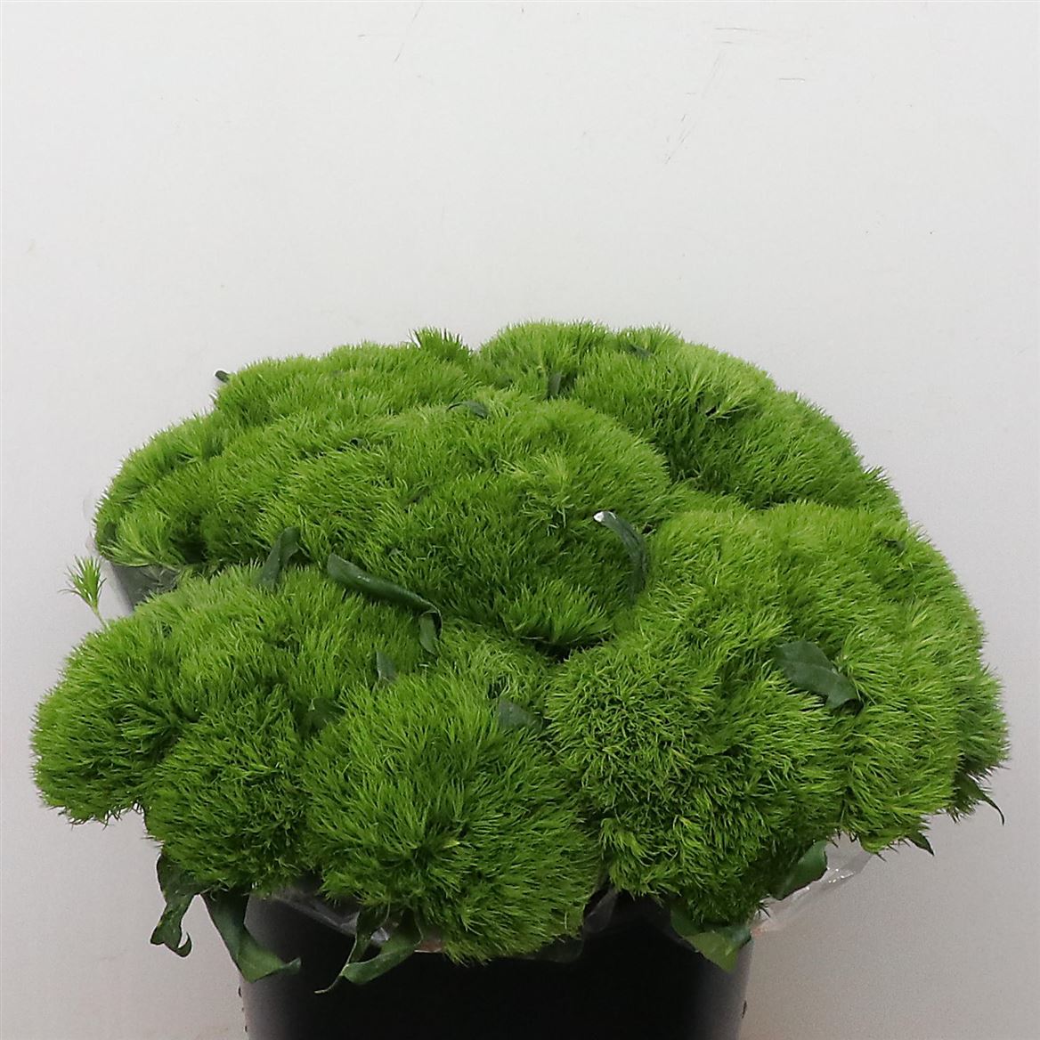 Dianthus Barb Green Wicky 35cm