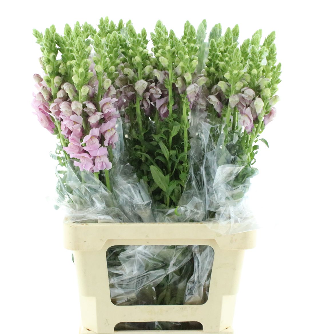 Antirrhinum Poto Lavender 70cm