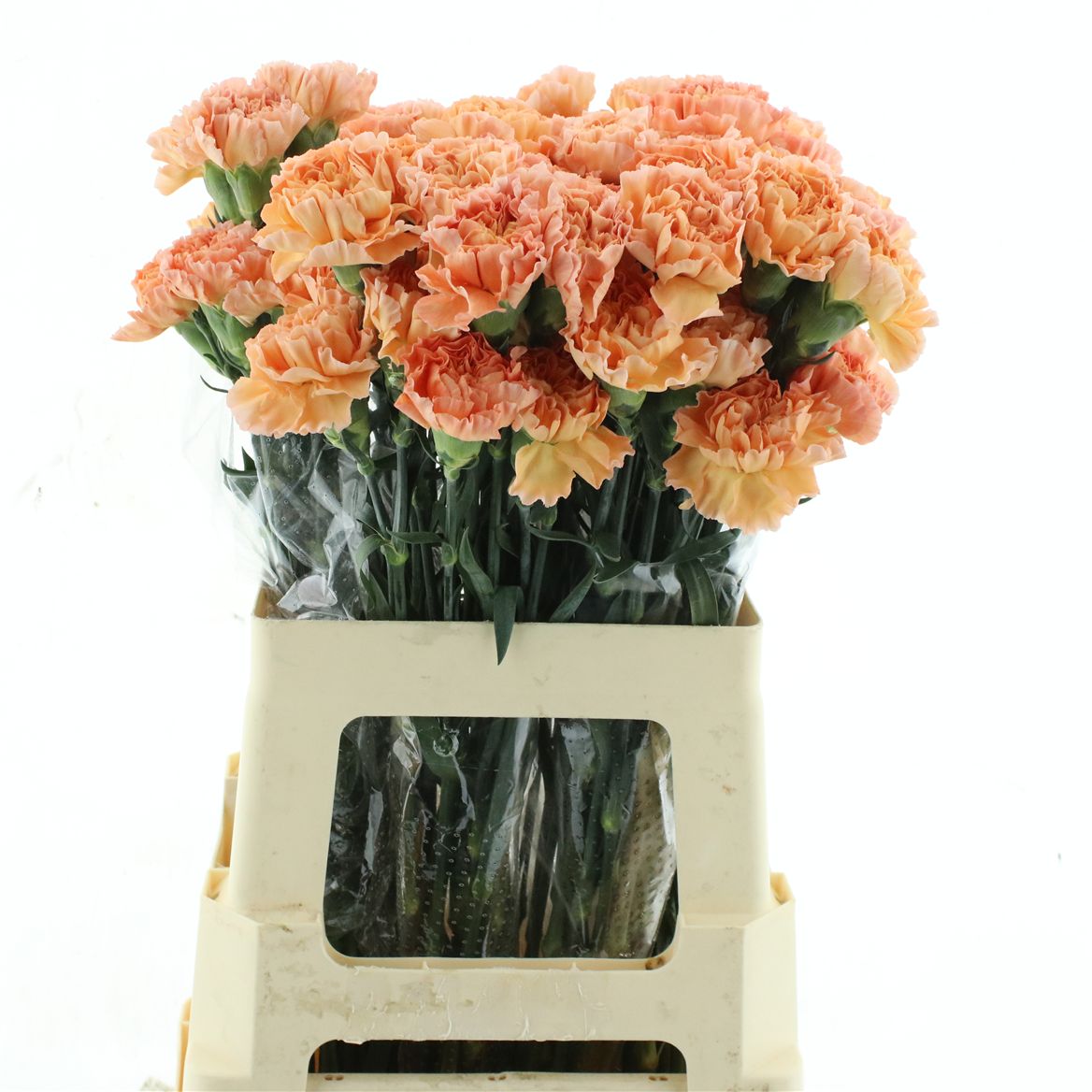 Dianthus Single Megan 60cm