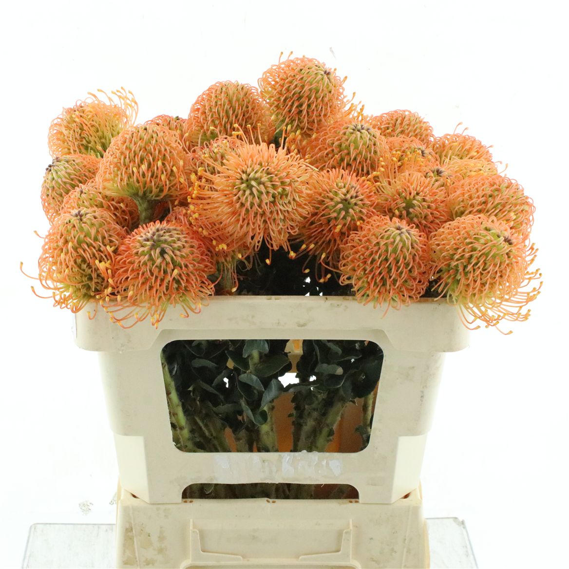 Leuco Ov 50cm