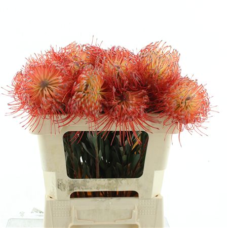 Leuco Hawai Tutu X25