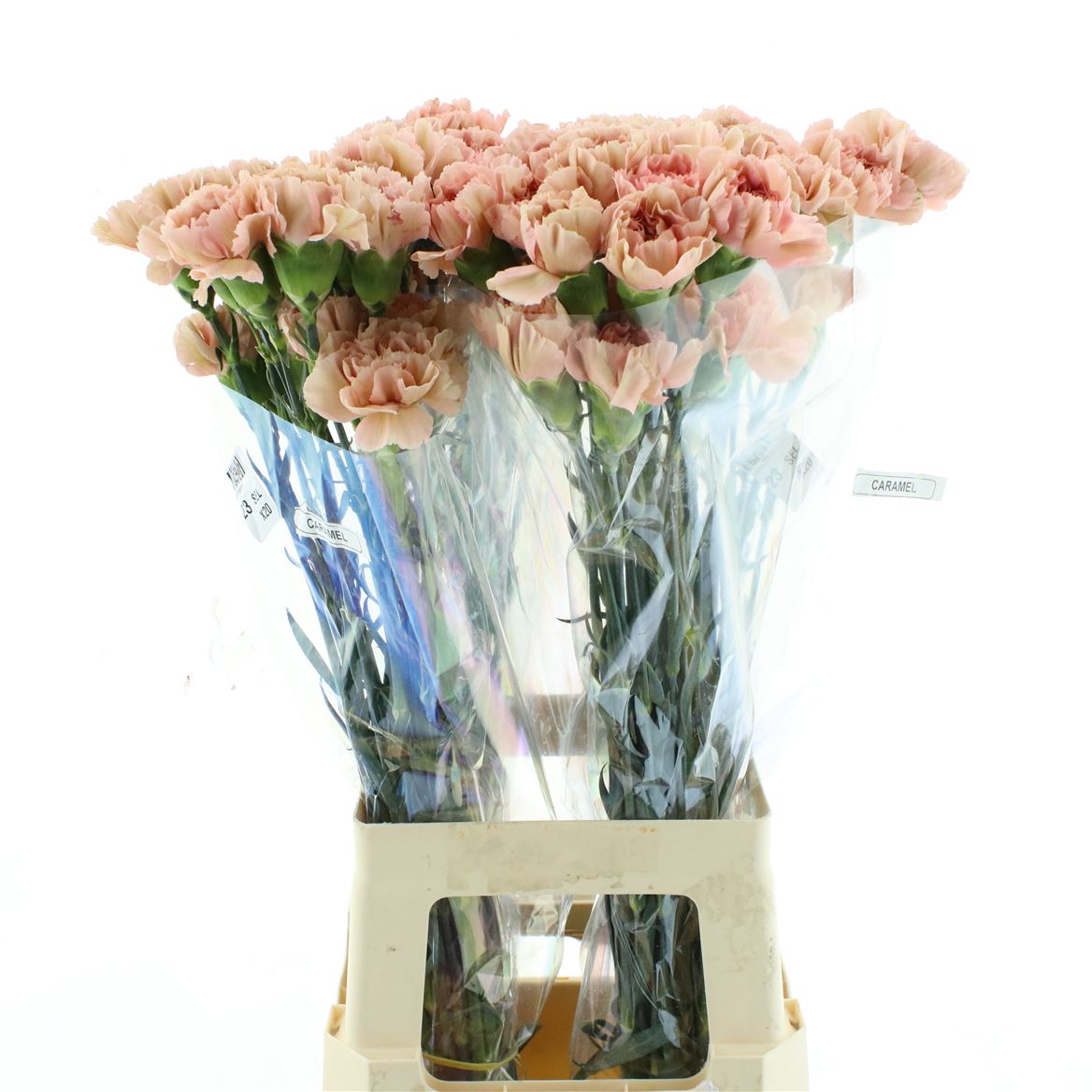 Dianthus Single Caramel 70cm