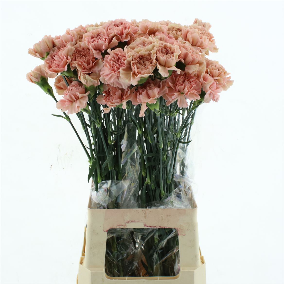 Dianthus Single Caramel 70cm