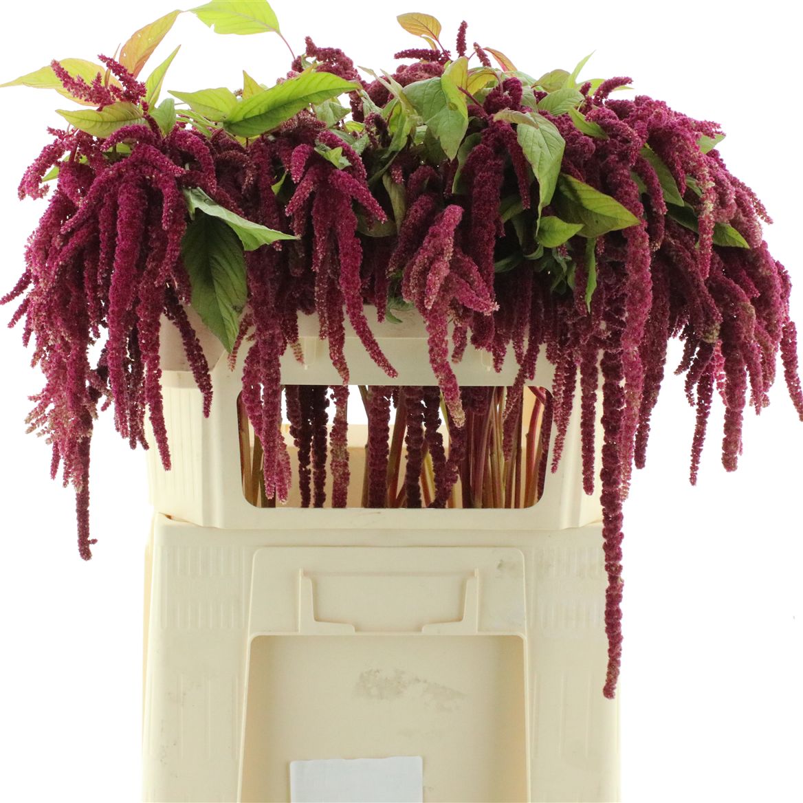 Amaranthus Caudatus Love Lies Bleeding 70cm