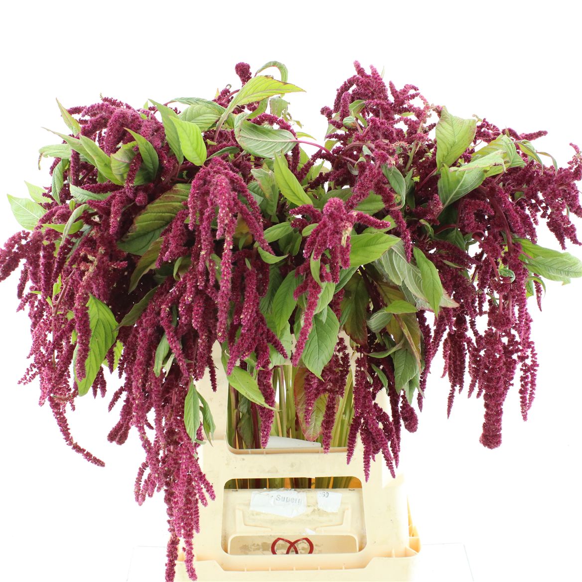 Amaranthus Caudatus Love Lies Bleeding 65cm