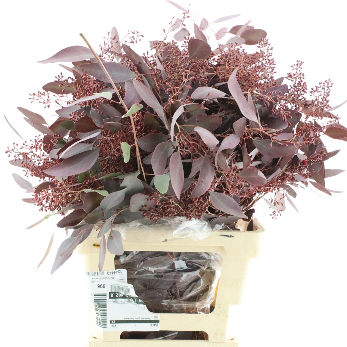 Eucalyptus Populus Painted Red Berry Per Bunch 70cm 200gr.