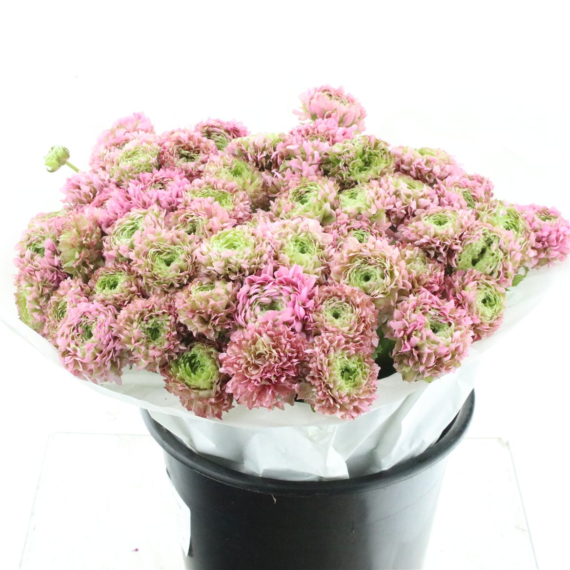 Ranunculus Pon Pon Hermione 45cm 40gr.