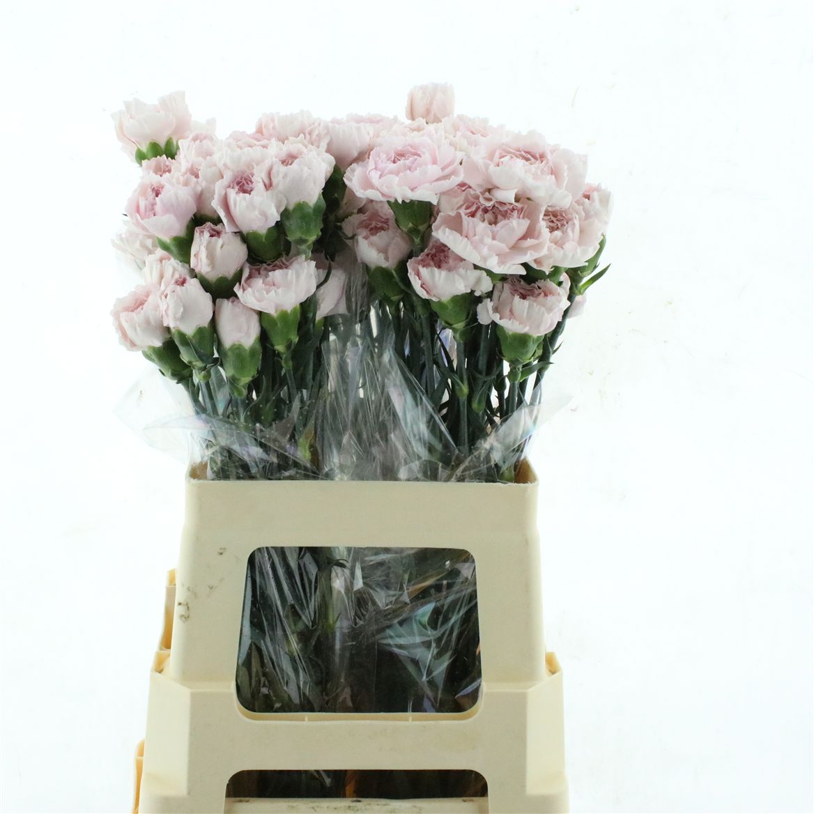 Dianthus Single Lege 65cm