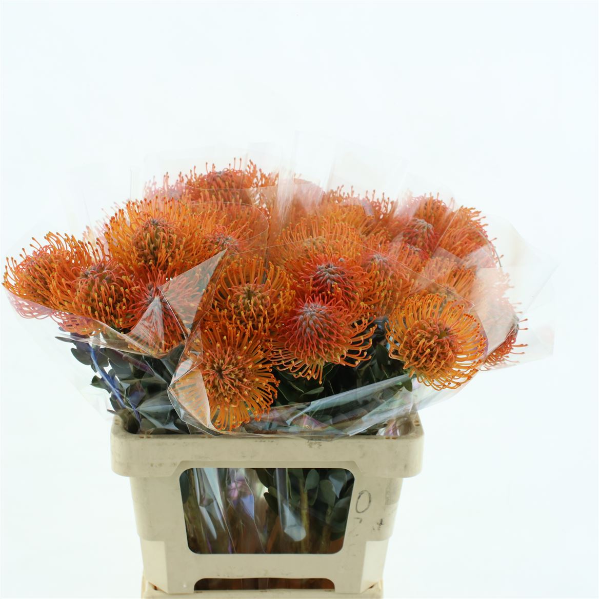 Leucospermum Ayoba Sun 60cm