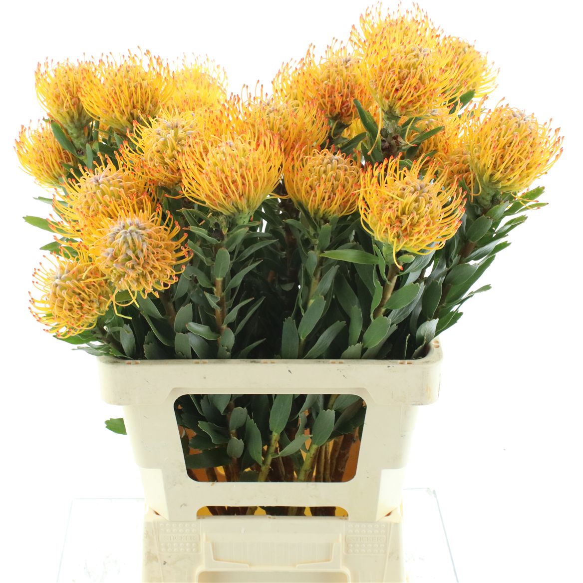 Leucospermum Ayoba Sun 50cm